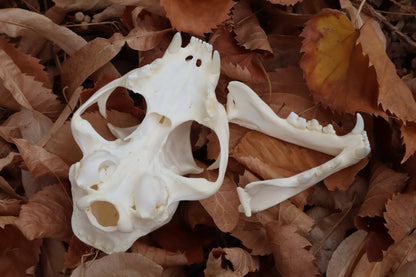 Bobcat Skull