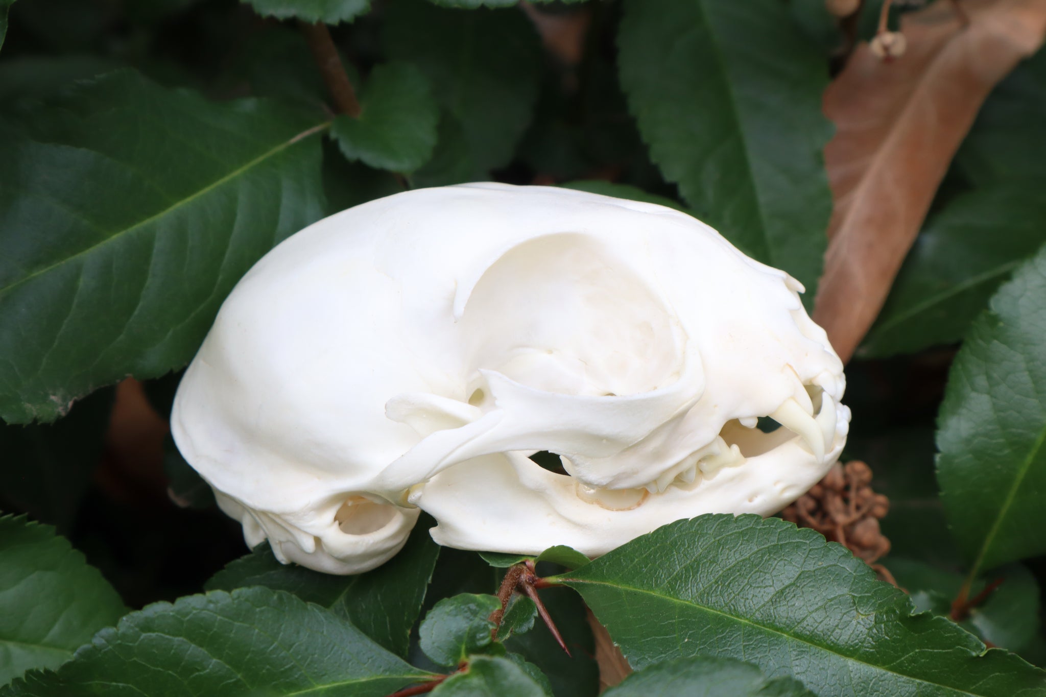 Pathological Juvenile Kitten Skull