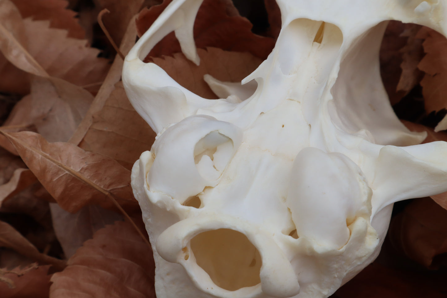 Bobcat Skull