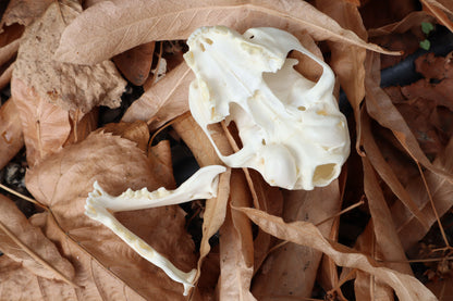 Pathological Juvenile Kitten Skull