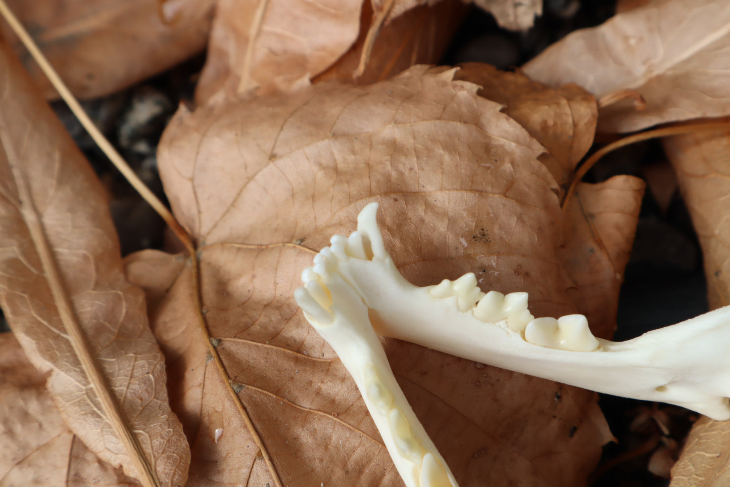 Pathological Juvenile Kitten Skull