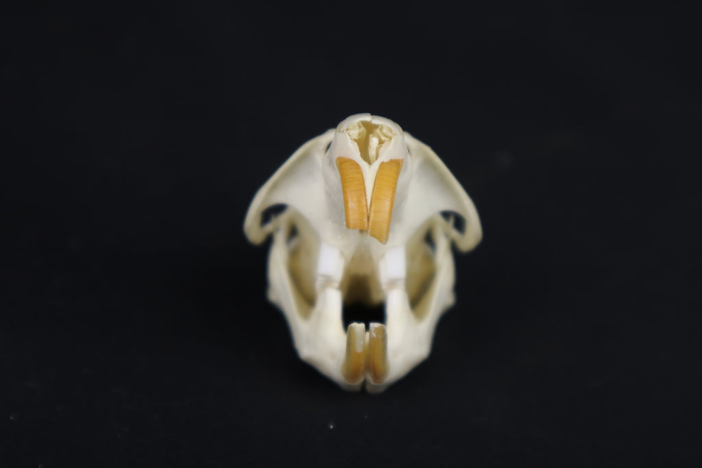 Muskrat Skull
