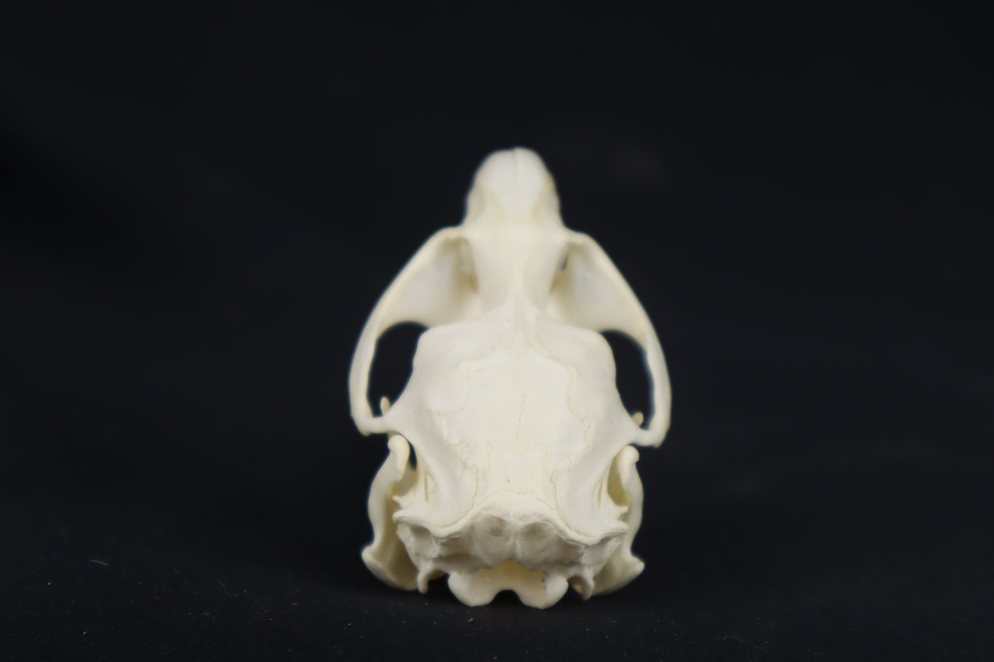 Muskrat Skull