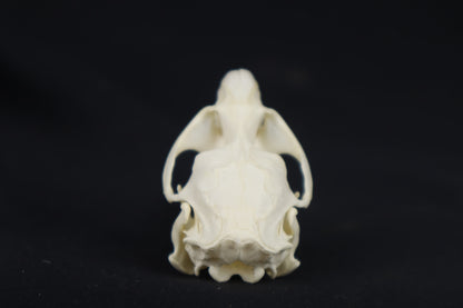 Muskrat Skull