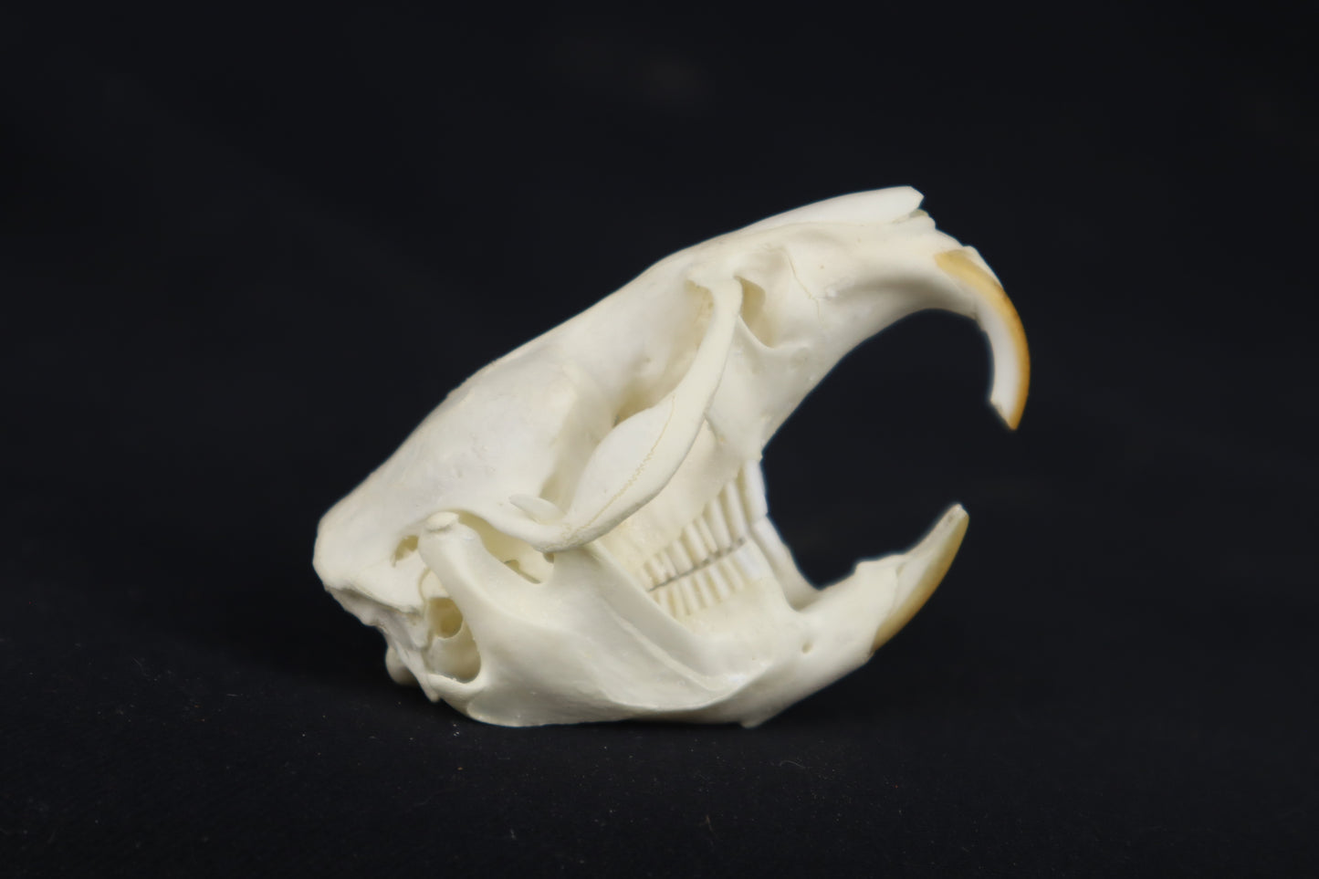 Muskrat Skull