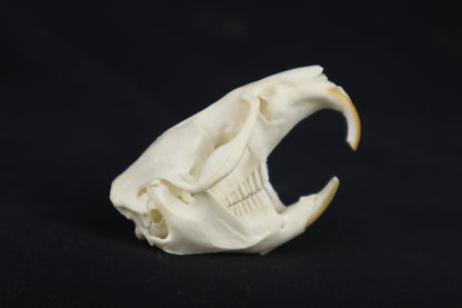Muskrat Skull