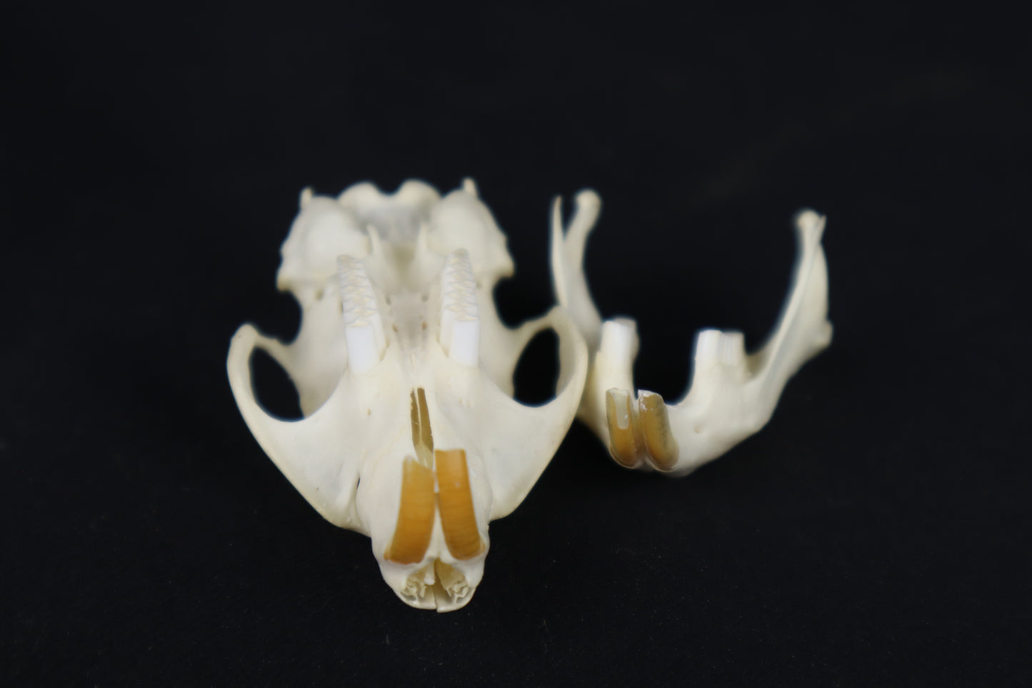 Muskrat Skull