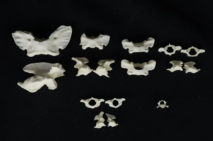 Craft Vertebrae Bone Lot