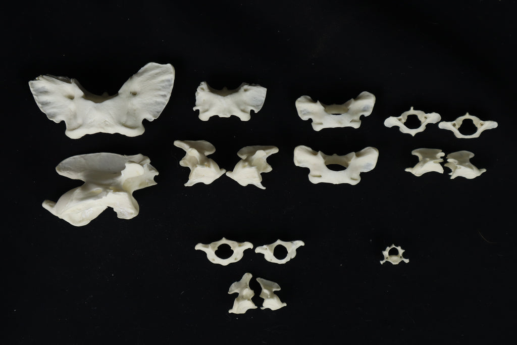 Craft Vertebrae Bone Lot