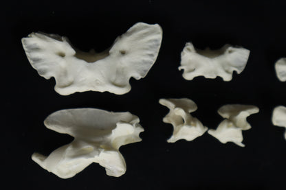 Craft Vertebrae Bone Lot