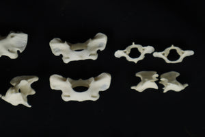 Craft Vertebrae Bone Lot