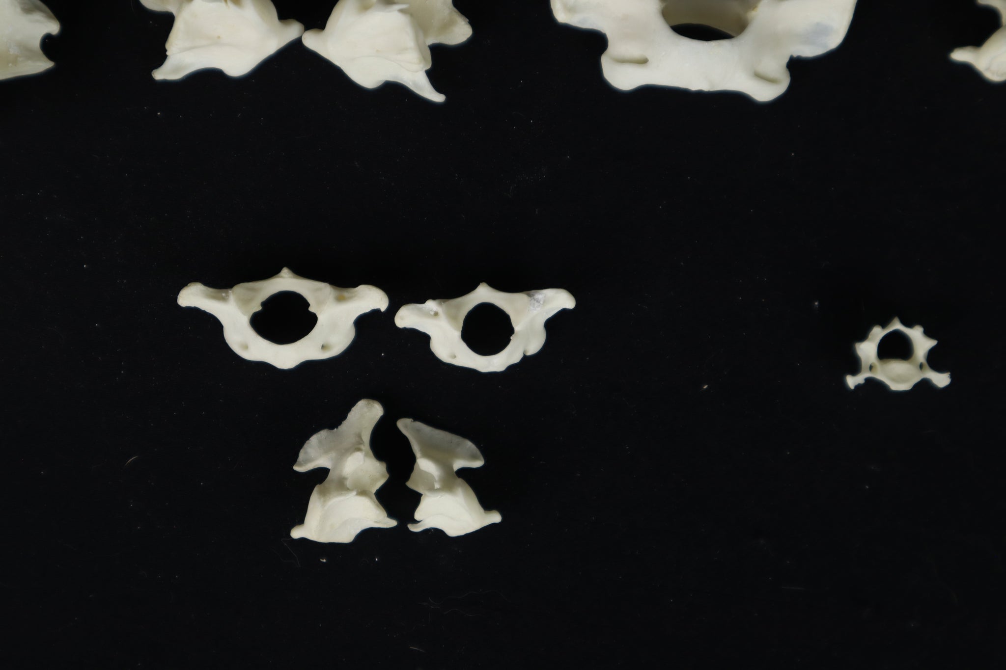 Craft Vertebrae Bone Lot