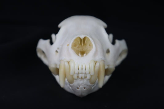 Wolverine Skull