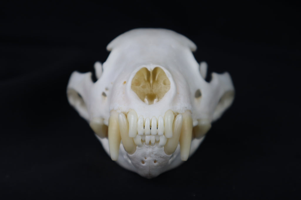 Wolverine Skull