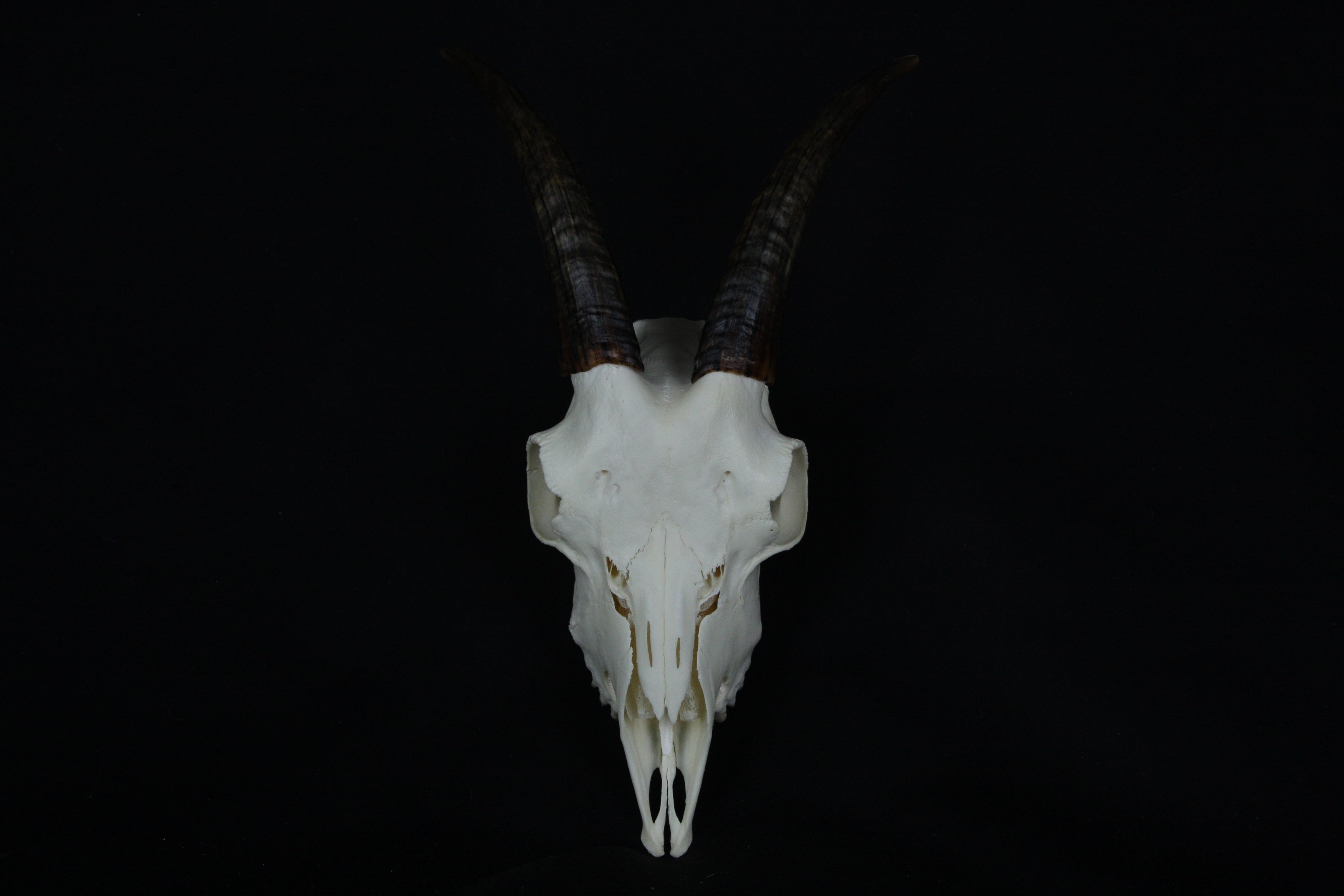 【MAISON MINED】22SS★ SKULL GOAT HALF T s-l1200.jpg