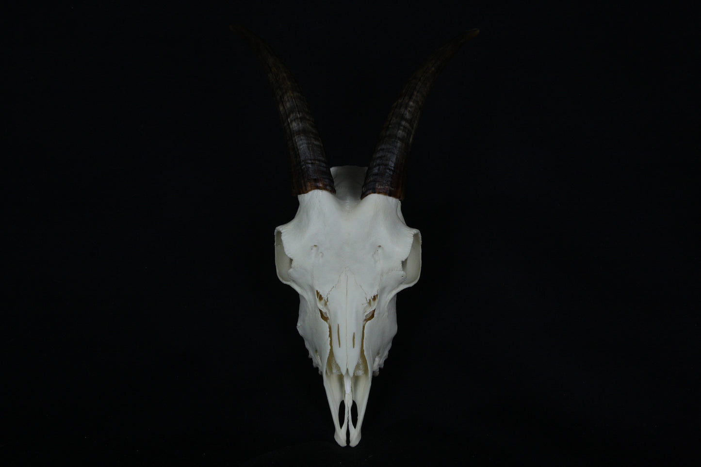 Medium Horned Goat Skull