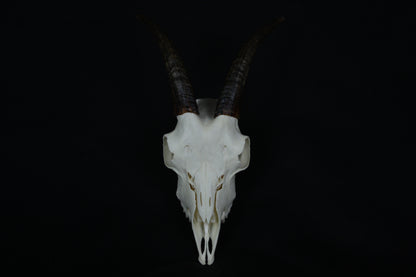 Medium Horned Goat Skull