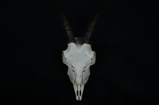 Medium Horned Goat Skull