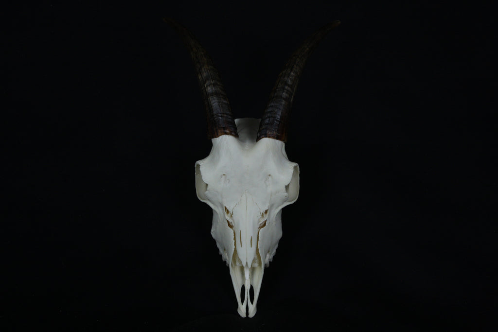 Medium Horned Goat Skull
