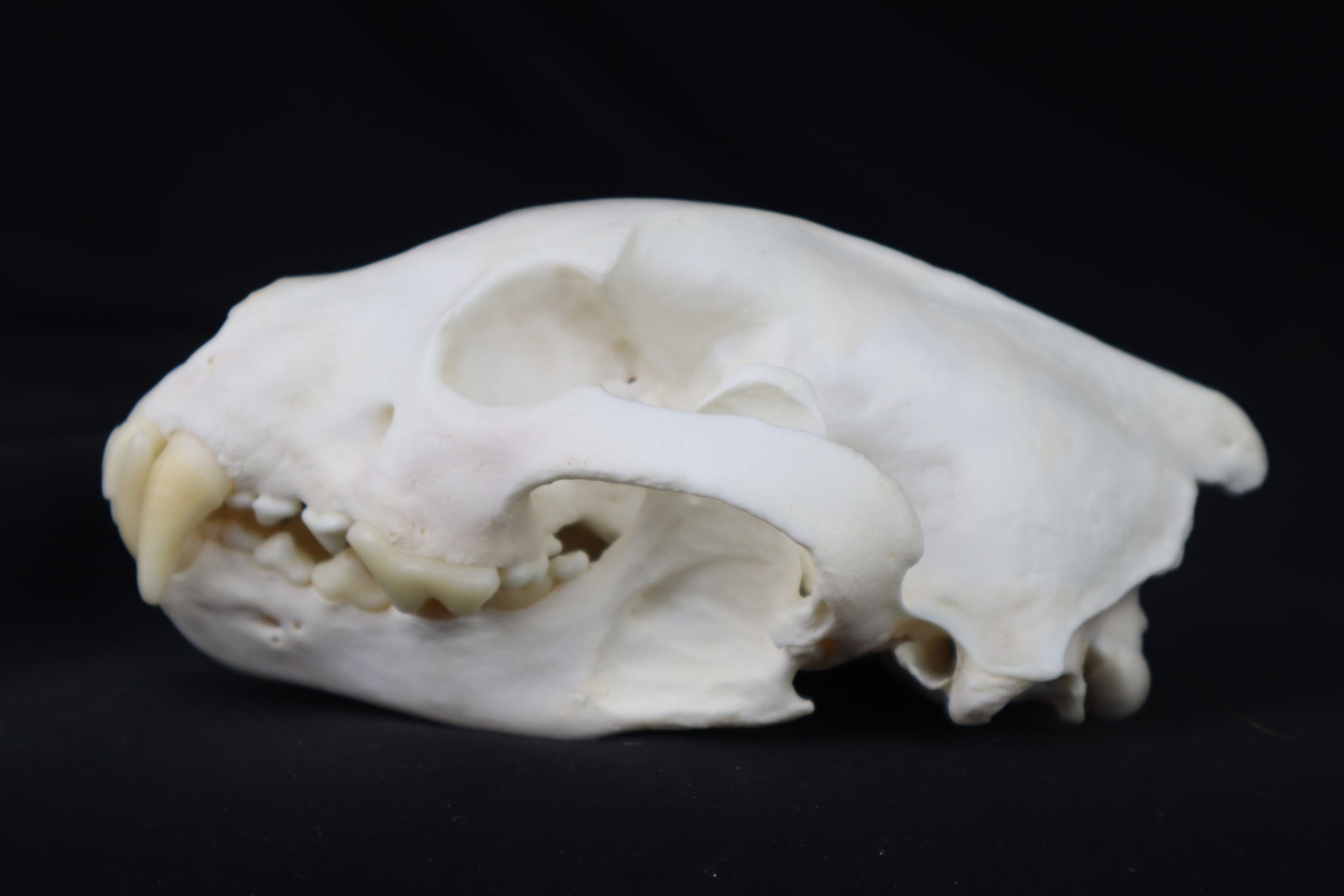 Wolverine Skull