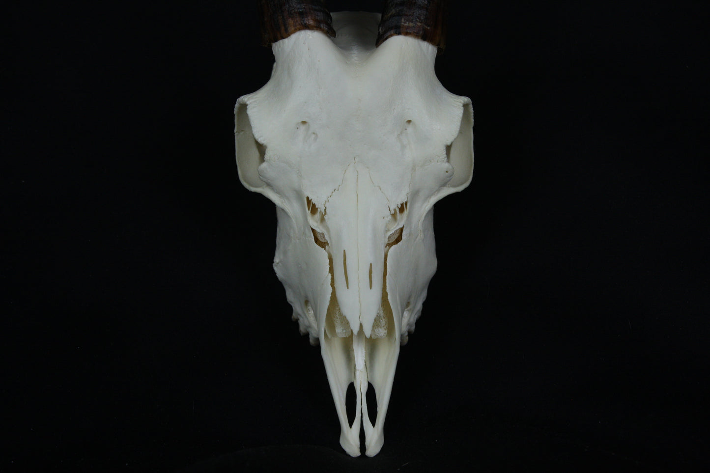 Medium Horned Goat Skull