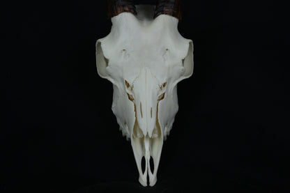 Medium Horned Goat Skull