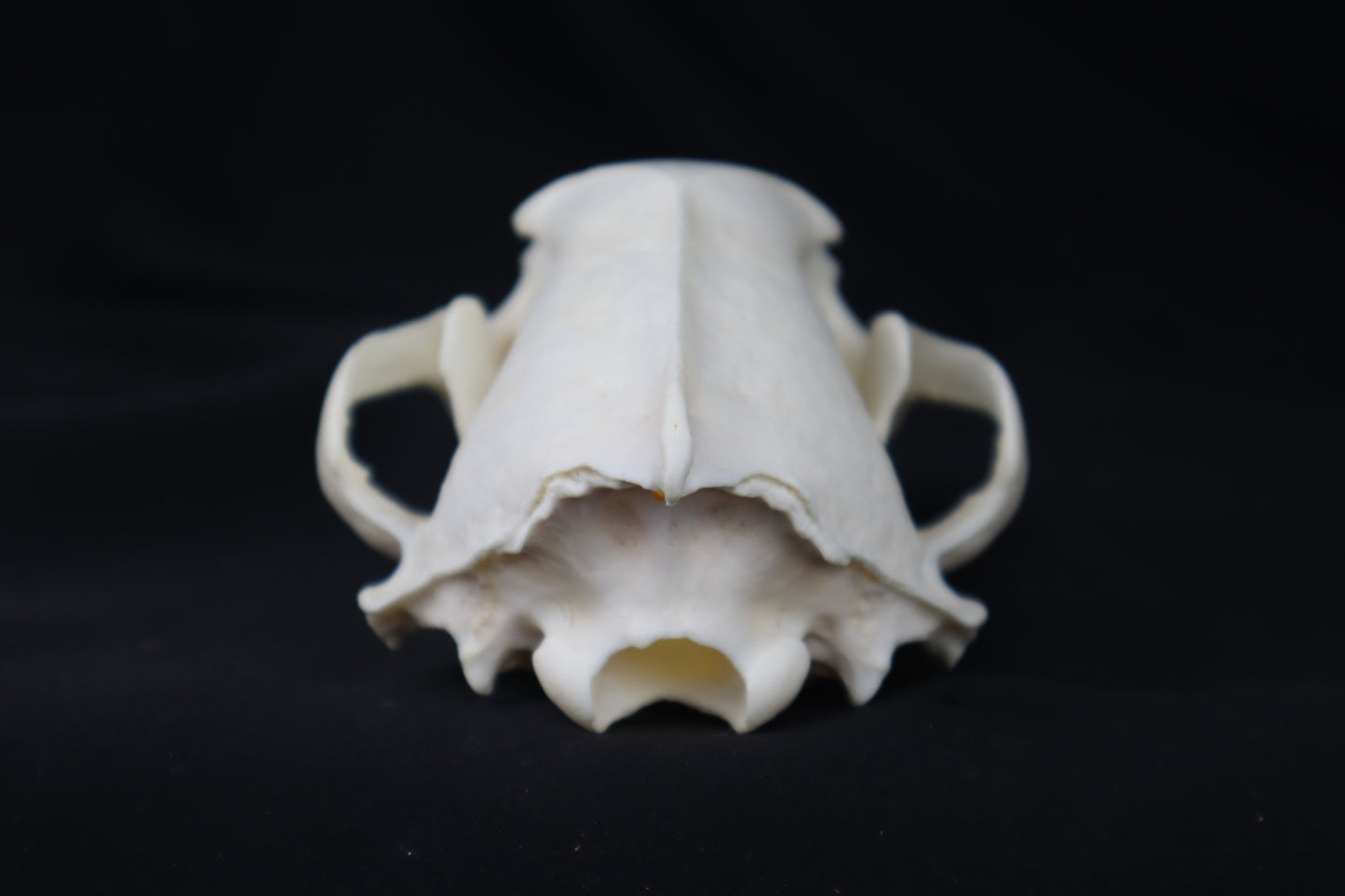 Wolverine Skull