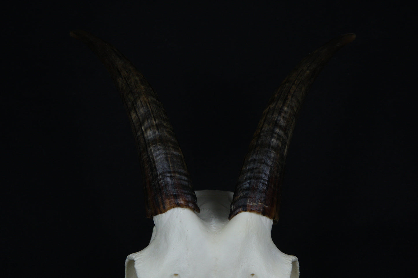 Medium Horned Goat Skull