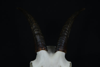 Medium Horned Goat Skull