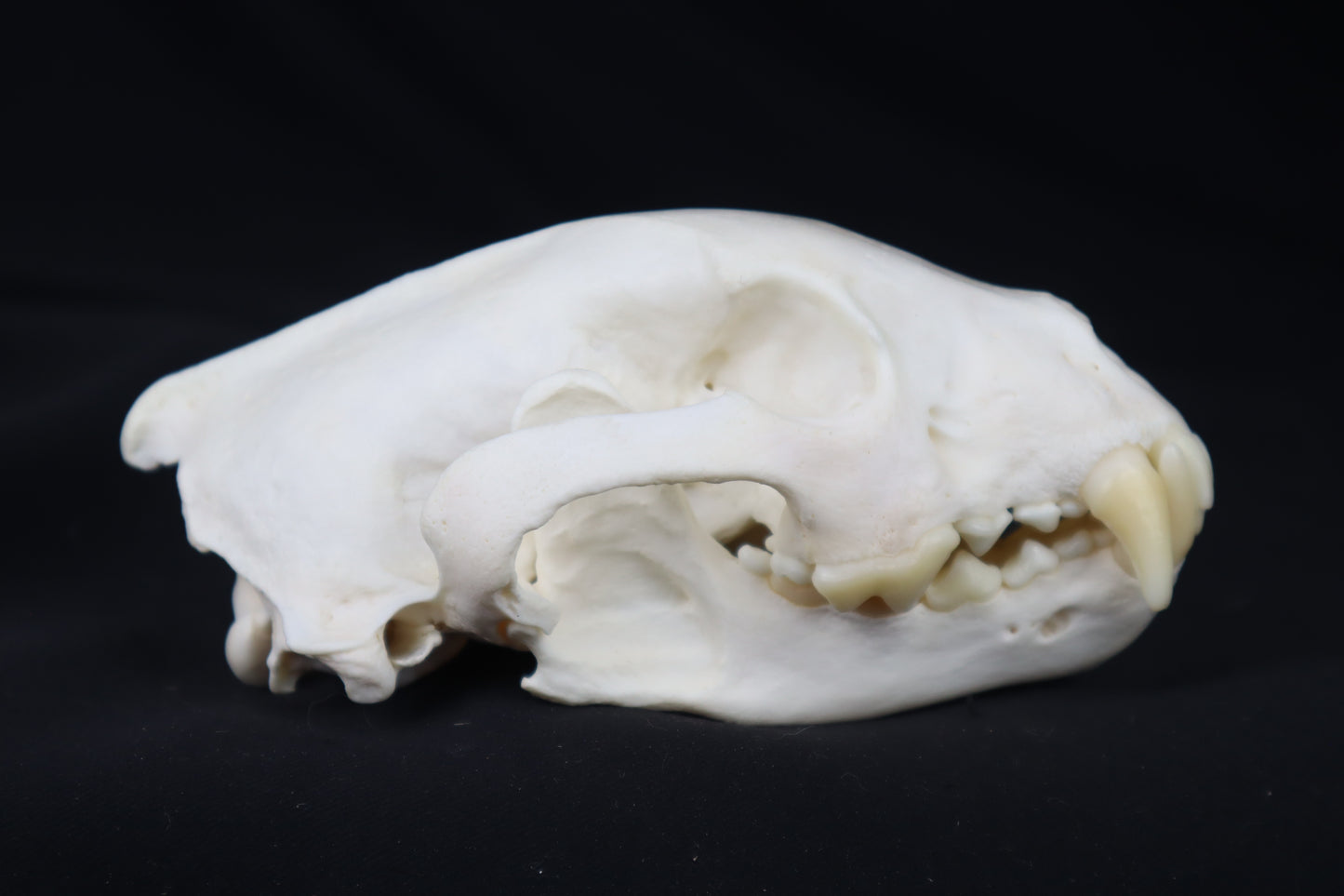Wolverine Skull