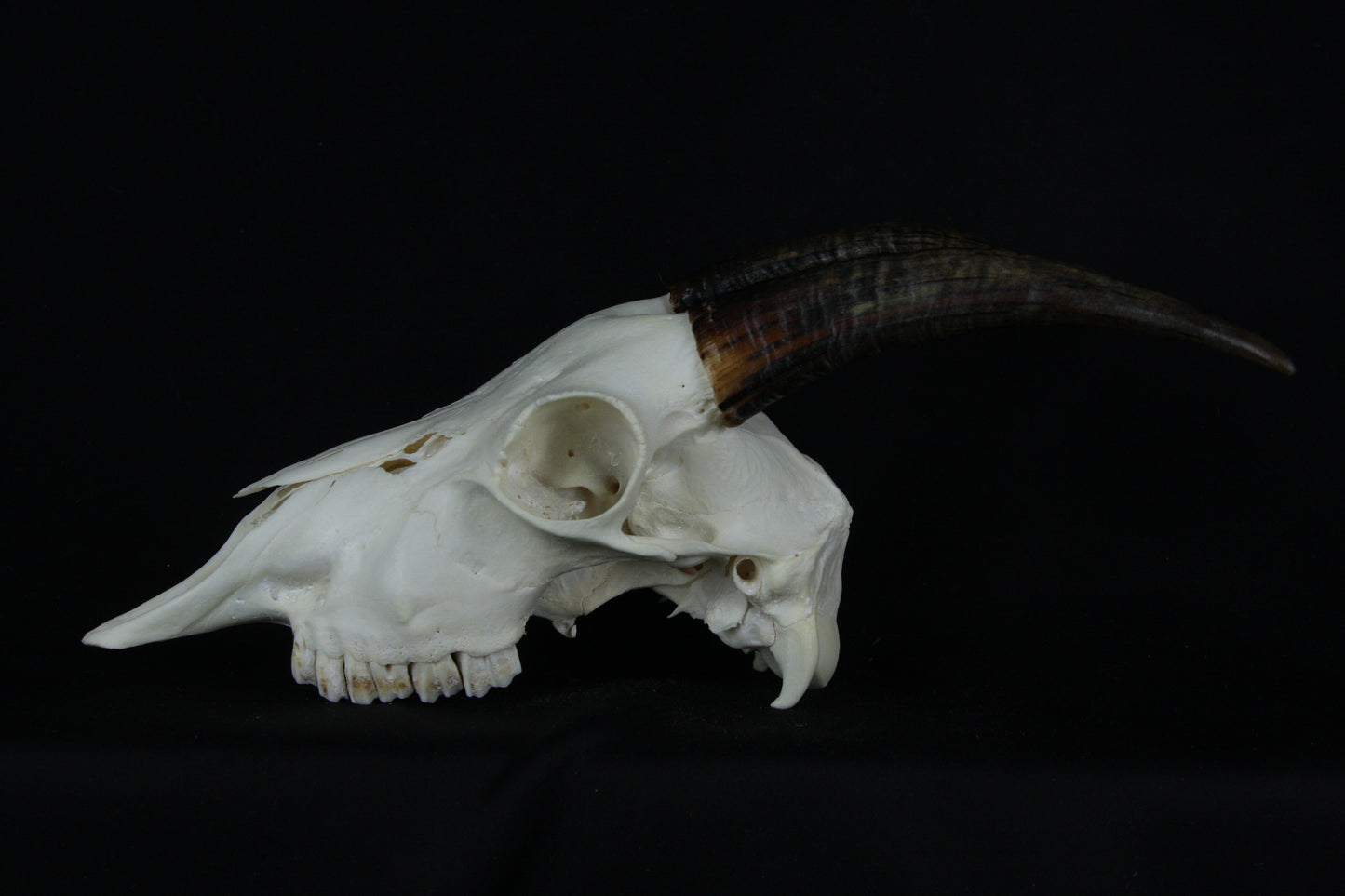 Medium Horned Goat Skull