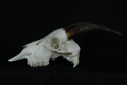 Medium Horned Goat Skull