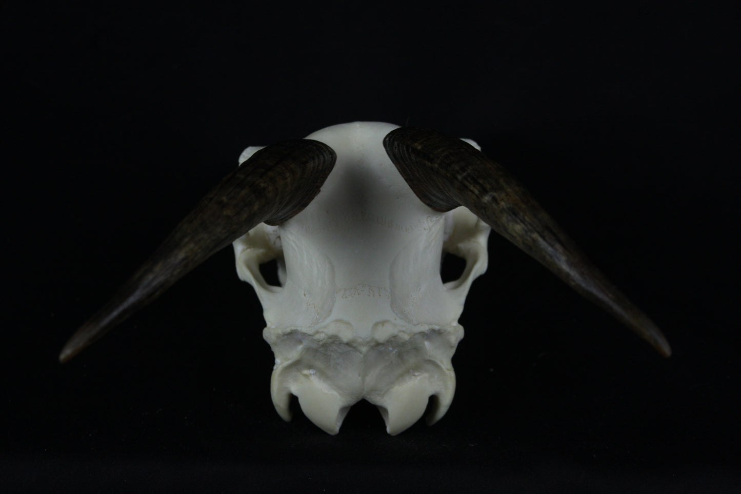 Medium Horned Goat Skull