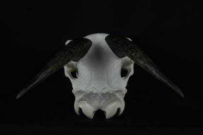 Medium Horned Goat Skull