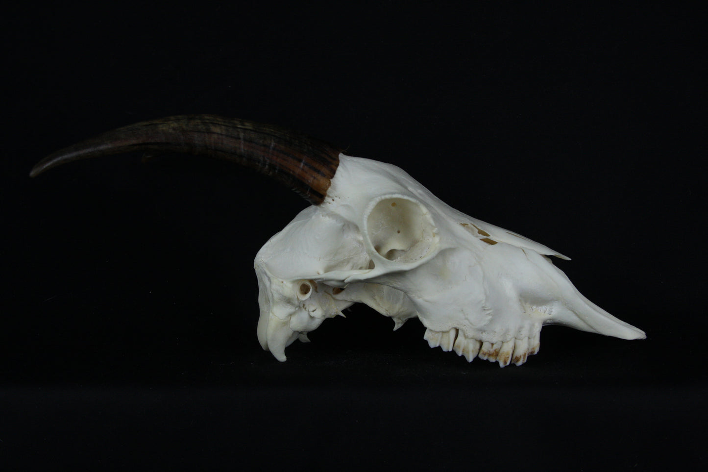 Medium Horned Goat Skull