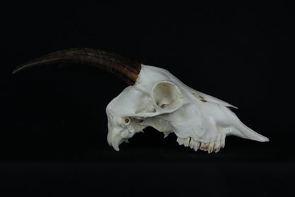 Medium Horned Goat Skull