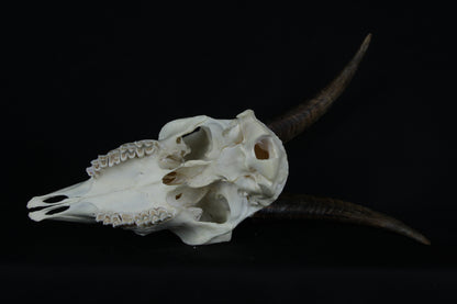 Medium Horned Goat Skull