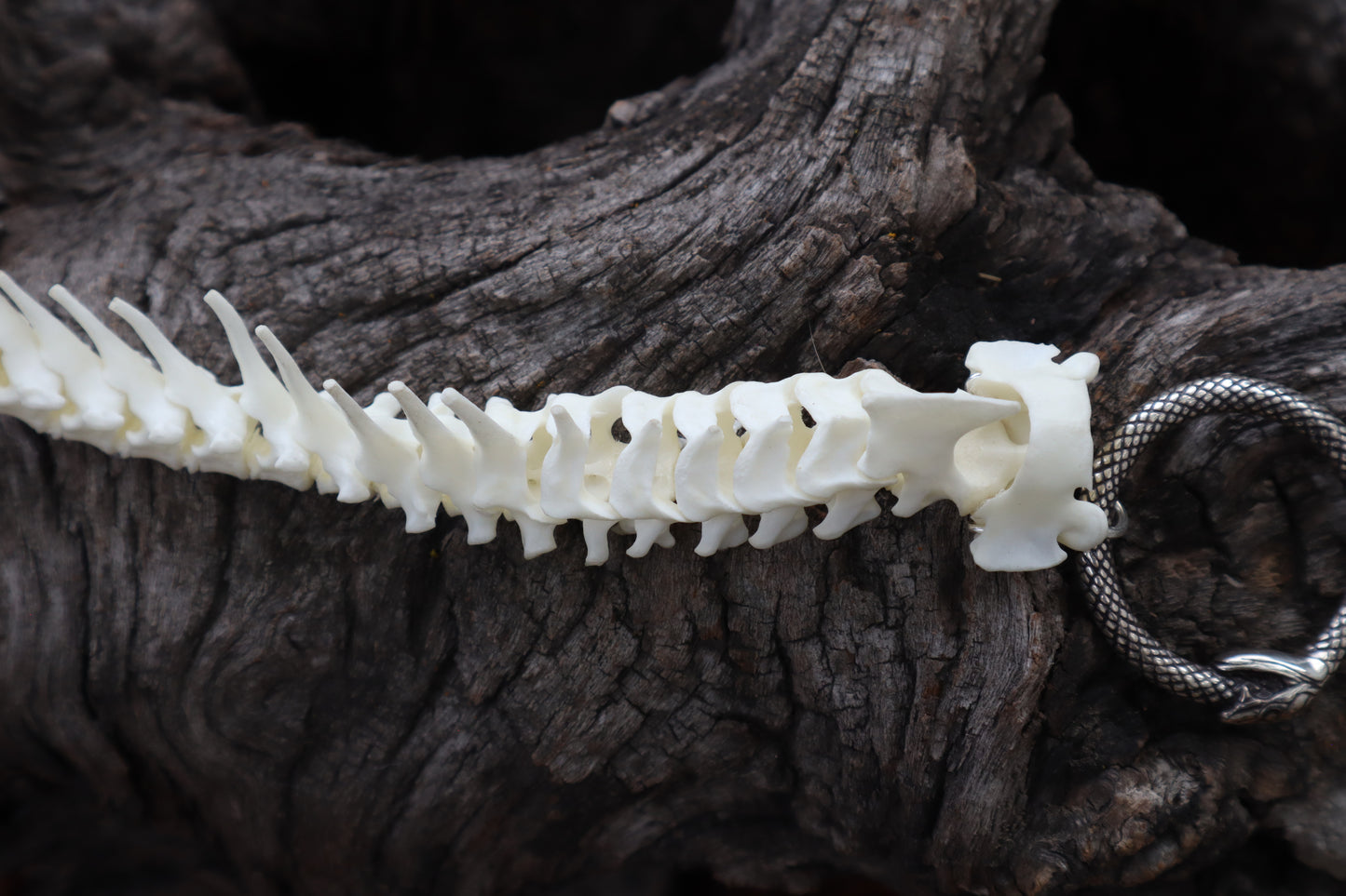 Domestic Kitten Spinal Column Articulation