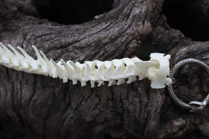 Domestic Kitten Spinal Column Articulation