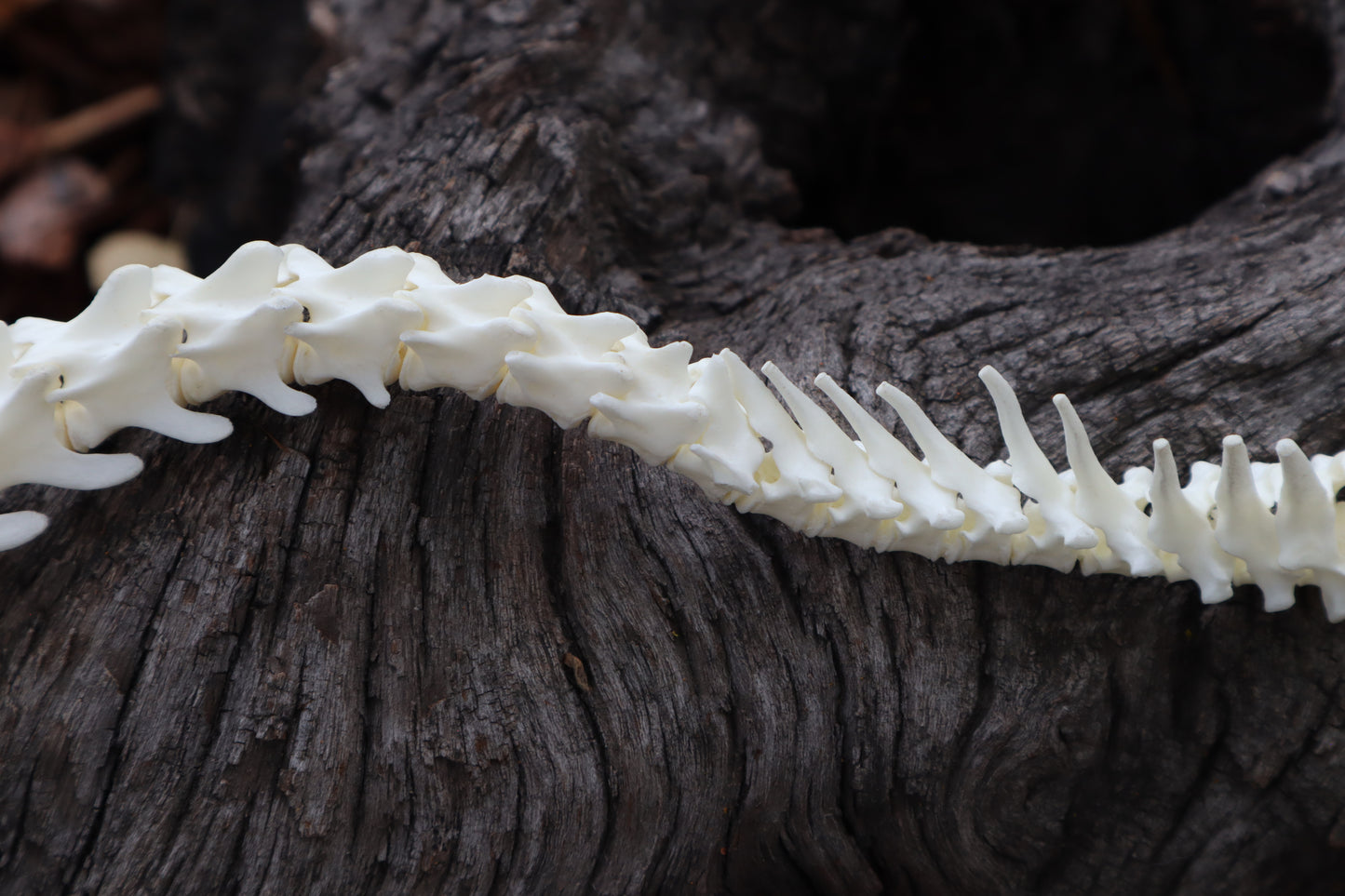Domestic Kitten Spinal Column Articulation
