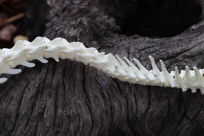 Domestic Kitten Spinal Column Articulation