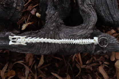 Domestic Kitten Spinal Column Articulation