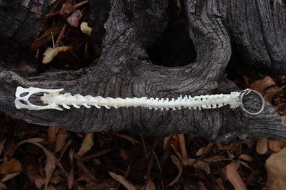 Domestic Kitten Spinal Column Articulation