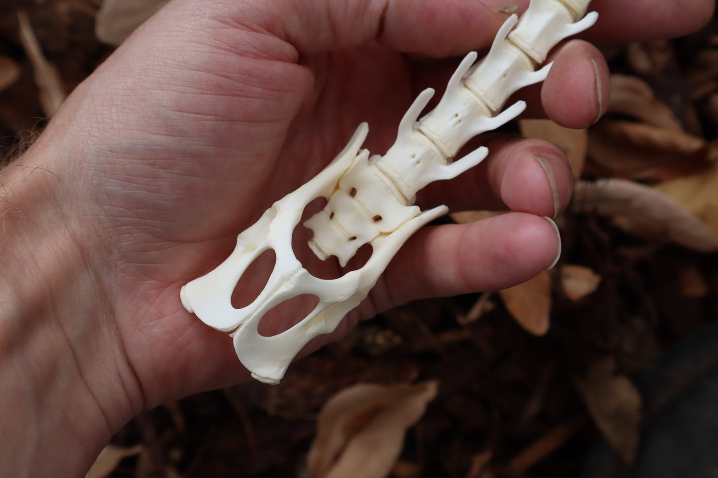 Domestic Kitten Spinal Column Articulation