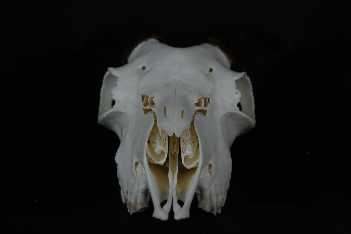 Medium Horned Goat Skull