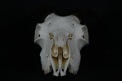 Medium Horned Goat Skull
