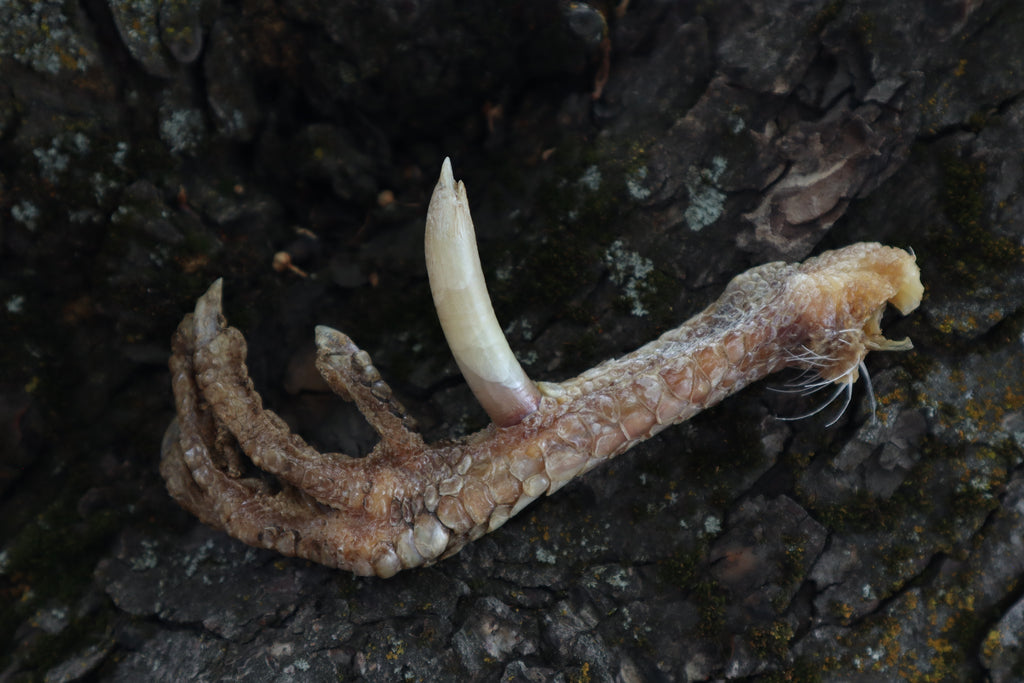 Dry Preserved Rooster foot with Spur