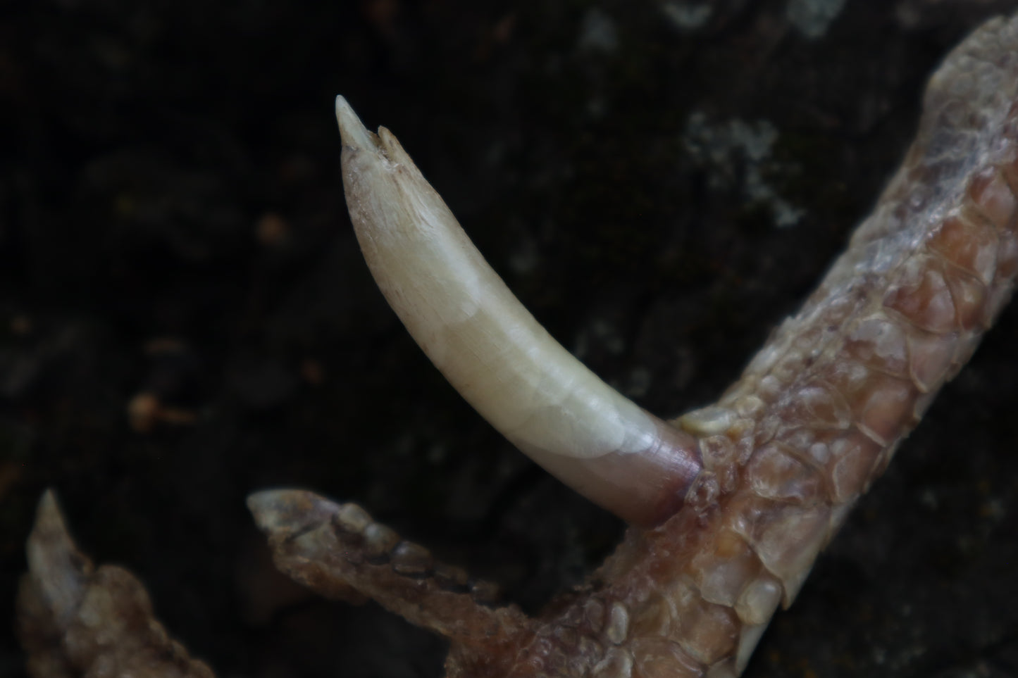 Dry Preserved Rooster foot with Spur