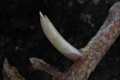 Dry Preserved Rooster foot with Spur