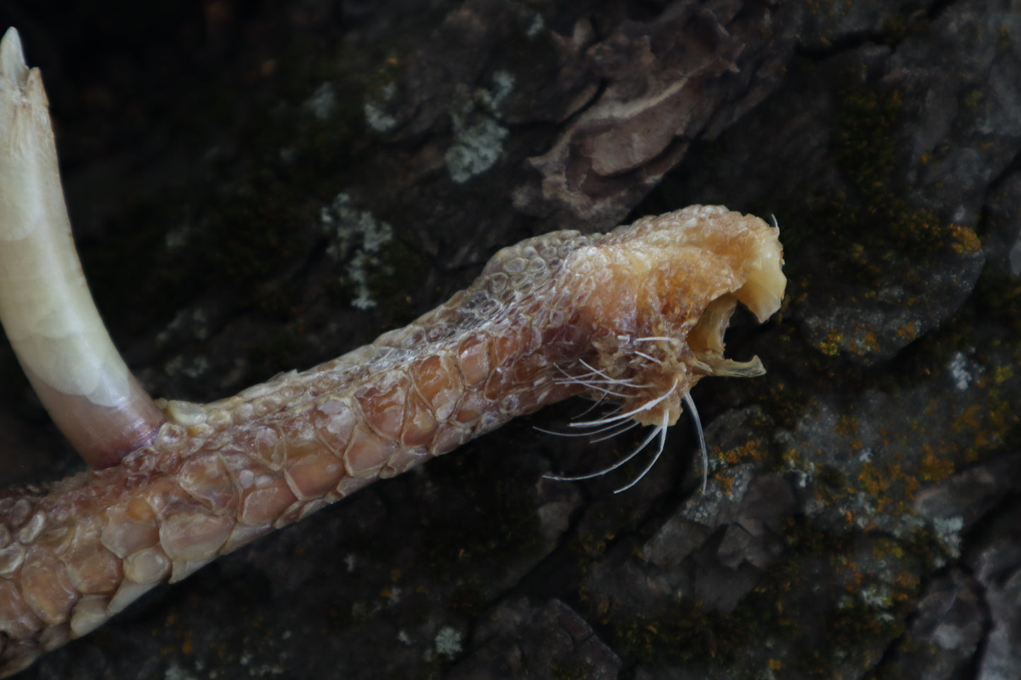 Dry Preserved Rooster foot with Spur